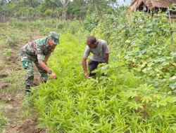 Babinsa Sambangi Petani Sayur, Berikan Semangat dan Motivasi