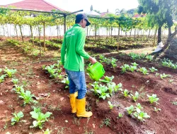 Sejuk Pagi di Kebun SAE, Warga Binaan Rutan Pelaihari Tekun Rawat Sayuran hingga Siap Tanam
