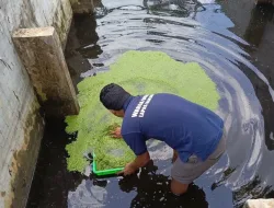 Manfaatkan Azolla, Lapas Banjarbaru Kembangkan Pertanian dan Peternakan Berkelanjutan
