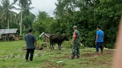 Cegah PMK, Babinsa Koramil 1404-05/Patampanua Pantau Hewan Ternak Sapi Warga