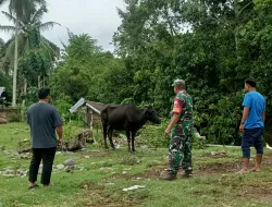 Cegah PMK, Babinsa Koramil 1404-05/Patampanua Pantau Hewan Ternak Sapi Warga