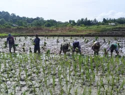 Wujud Dukungan Progam Han Pangan,Babinsa Koramil 0907/01 Tartim Bantu Warga Tanam Padi