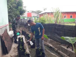 Babinsa Koramil Simbar Ajak Masyarakat Tanam Cabe Gunakan Media Polybag