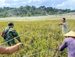 Babinsa Koramil 0907/01 Tartim Monitoring Pengubinan Padi Siap Panen di Mamburungan Timur