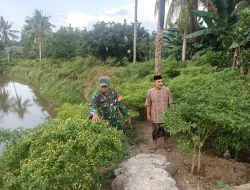 Ketahanan Pangan, Babinsa Koramil 1404-05/Patampanua Tinjau Tanaman Lombok PetaniDukung