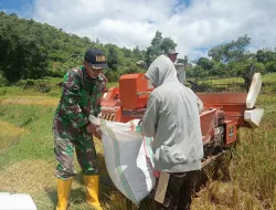 Koramil Babinsa 1405-08/T.Riaja Dampingi Panen Padi, Wujud Nyata Dukung Ketahanan Pangan