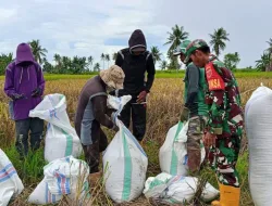 Dukung Ketahanan Pangan, Koramil 1404-02/Mattiro Sompe Dampingi Petani Panen