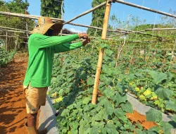 Rutan Pelaihari Kembali Panen Timun, Hasilkan 10,8 Kilogram