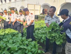 Dalam Program Ketahanan Pangan Lapas Ambarawa Panen Sawi