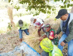 Babinsa Koramil 1405-05 Dampingi Poktan Laksanakan Ubinan Padi di Kelurahan Bojo