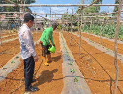 Rawat Tanaman di Kebun SAE, Rutan Pelaihari Bekali Warga Binaan Keterampilan Bertani