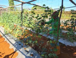 Panen Timun 26 Kilogram, Rutan Pelaihari Dorong Kemandirian Pangan Warga Binaan