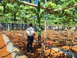 Panen Kesekian Kalinya, Rutan Pelaihari Kembali Hasilkan 30 Kilogram Gambas