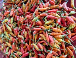 Produktif di Kebun SAE, Rutan Pelaihari Panen 4 Kilogram Cabai