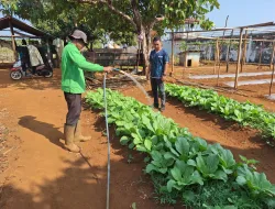 Dari Kebun SAE, Warga Binaan Rutan Pelaihari Belajar Merawat Tanaman hingga Menumbuhkan Kemandirian