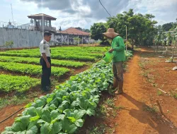 Perawatan Kebun SAE Rutan Pelaihari, Rawat Tanaman Sekaligus Bangun Kemandirian Warga Binaan