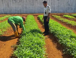 Panen Kangkung Jadi Bukti Nyata Program Kemandirian Pangan di Rutan Pelaihari