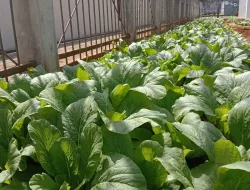 Rutan Pelaihari Panen 100 Ikat Sawi, Bukti Lahan Branggang Bisa Jadi Sumber Produktivitas Warga Binaan