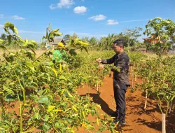Tetap Produktif di Musim Kering, Rutan Pelaihari Panen 1,75 Kilogram Cabai dari Kebun SAE