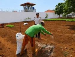 Dari Bibit Sawi, Warga Binaan Rutan Pelaihari Belajar tentang Proses dan Ketekunan