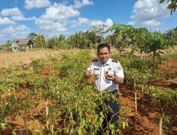 Panen 3,2 Kilogram Cabai, Rutan Pelaihari Dorong Kemandirian Pangan dari Kebun SAE