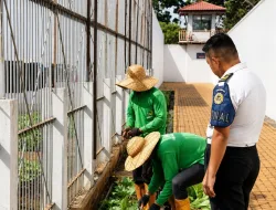 Panen 70 Ikat Sawi di Area Branggang, Rutan Pelaihari Dorong Lahan Produktif untuk Pembinaan Warga Binaan