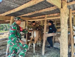 Babinsa Desa Galung Dampingi Dinas Peternakan Laksanakan Vaksinasi Sapi Milik Warga