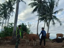 Peduli Peternak, Babinsa Serda Abdul Rasyid Pantau Kesehatan Sapi di Wilayah Binaan