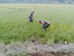 Kawal Ketahanan Pangan, Babinsa Serda Akbar Turun Langsung Pantau Tanaman Padi