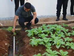 Bertahan di Tengah Kemarau, Blok Wanita Rutan Pelaihari Panen 17 Ikat Sawi