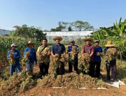 Dukung Program Aksi Kemenimipas, Lapas Banjarbaru Panen 50 Kilogram Kacang Tanah