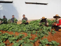 Panen 100 Ikat Sawi, Rutan Pelaihari Optimalkan Lahan untuk Dukung Kemandirian Pangan