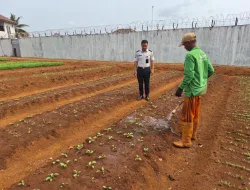 Rawat Kangkung dan Sawi, Rutan Pelaihari Dorong Kemandirian Pangan dari Lahan SAE