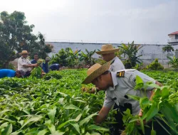 SAE Produktif, Lapas Banjarbaru Panen 400 Kilogram Kangkung 