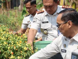 Petik Cabai Bersama Pimpinan, Rutan Pelaihari Perkuat Kemandirian Pangan dari Kebun SAE