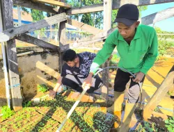 Dari Bibit Kecil, Tumbuh Harapan Baru di Kebun SAE Rutan Pelaihari