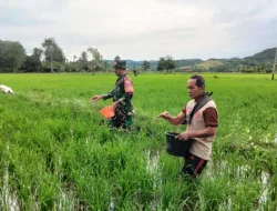 Gaspol Dukung Swasembada Pangan, Babinsa Dampingi Pemupukan Padi di Kaballangan