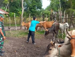 Sigap Cegah PMK, Babinsa Kodim 1404/Pinrang Pantau Langsung Kesehatan Ternak Sapi Warga