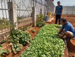 Sulap Lahan Kosong di Sekitar Blok Hunian, Rutan Pelaihari Tanam Sawi Dukung Ketahanan Pangan
