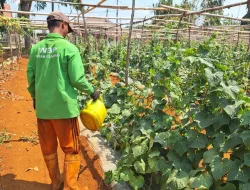 Hadapi Cuaca Kering, Rutan Pelaihari Perkuat Perawatan Timun dan Pare di Kebun SAE