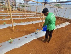 Rawat Tanaman Kacang Panjang, Rutan Pelaihari Dorong Produktivitas Kebun SAE