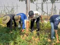 Panen 50 Kg Kacang Tanah, Lapas Banjarbaru Wujudkan Pembinaan Produktif   