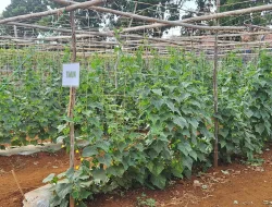 Rawat Tanaman, Asah Keterampilan: WBP Rutan Pelaihari Produktif di Kebun SAE