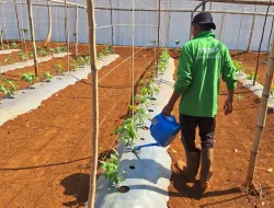 Rawat Kacang Panjang, Rutan Pelaihari Dorong Kemandirian Warga Binaan Lewat Pembinaan Pertanian