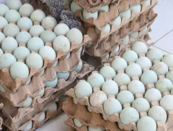 Telur Asin Jadi Bekal Produktif, Warga Binaan Perempuan Rutan Pelaihari Asah Kemandirian