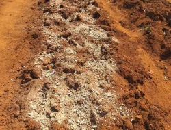 Usai Panen, Rutan Pelaihari Siapkan Lahan untuk Tanam Berikutnya