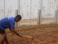 Tak Dibiarkan Menganggur, Lahan Kosong Rutan Pelaihari Terus Digarap Jadi Kebun Pangan