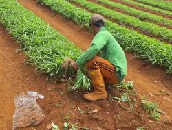 Panen 100 Ikat Kangkung, Warga Binaan Rutan Pelaihari Asah Keterampilan Pertanian dan Kemandirian Pangan
