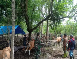 Cegah PMK, Babinsa Serda Aksan Aktif Pantau Ternak Sapi Warga