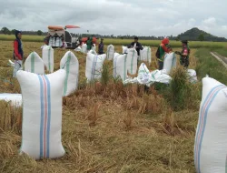 Babinsa Turun ke Sawah, Sertu Syahruddin Dampingi Petani Panen Padi